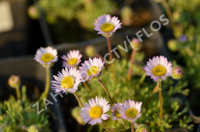 Turan - Erigeron compositus var. discoideus