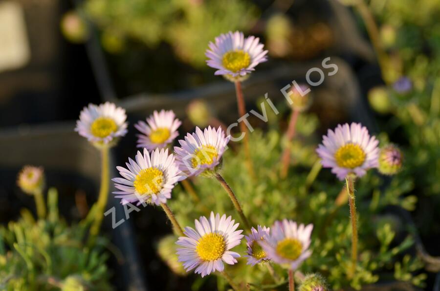 Turan - Erigeron compositus var. discoideus
