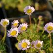 Turan - Erigeron compositus var. discoideus