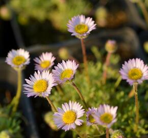 Turan - Erigeron compositus var. discoideus