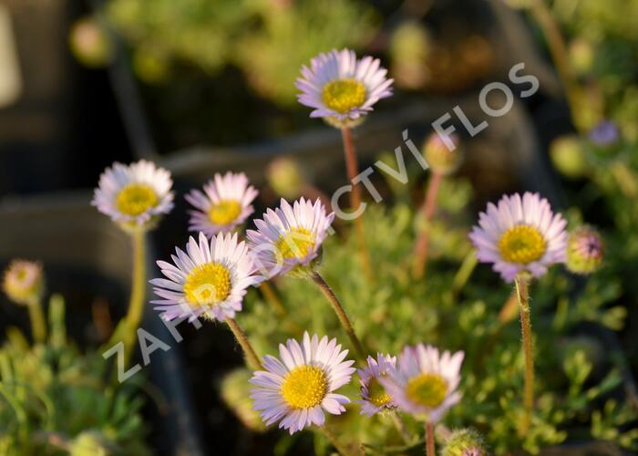 Turan - Erigeron compositus var. discoideus