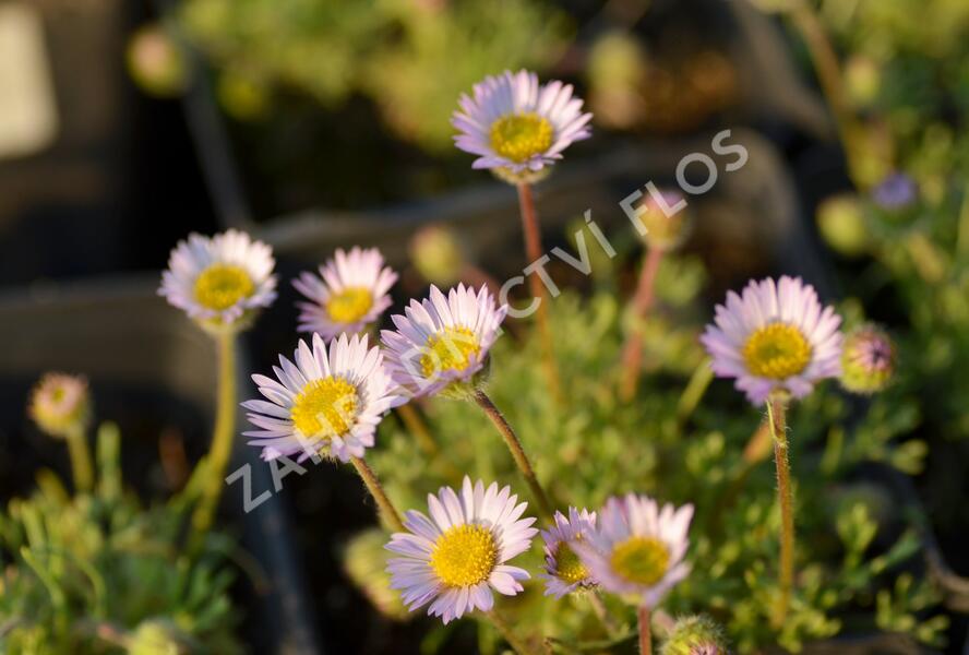 Turan - Erigeron compositus var. discoideus