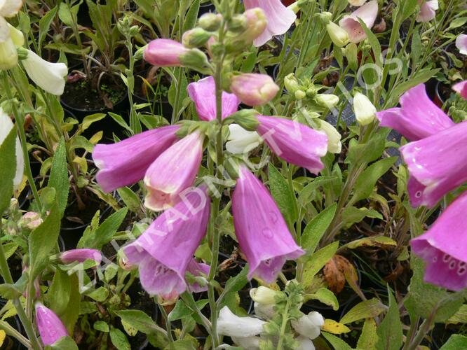 Náprstník červený 'Foxy' - Digitalis purpurea 'Foxy'