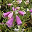 Náprstník červený 'Foxy' - Digitalis purpurea 'Foxy'