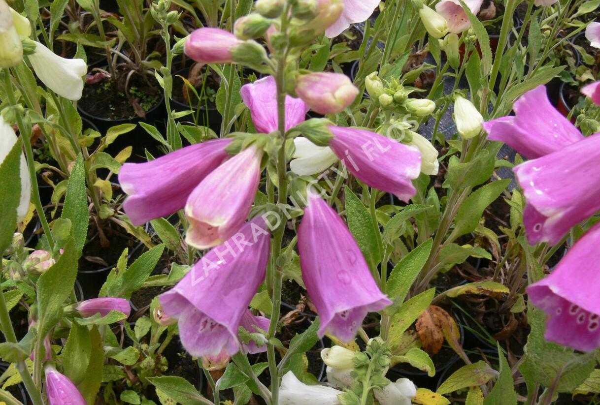 Náprstník červený 'Foxy' - Digitalis purpurea 'Foxy'