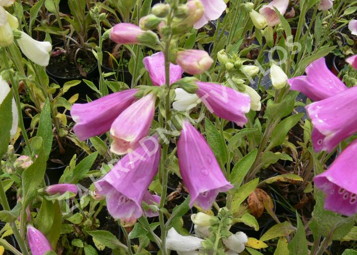 Náprstník červený 'Foxy' - Digitalis purpurea 'Foxy'