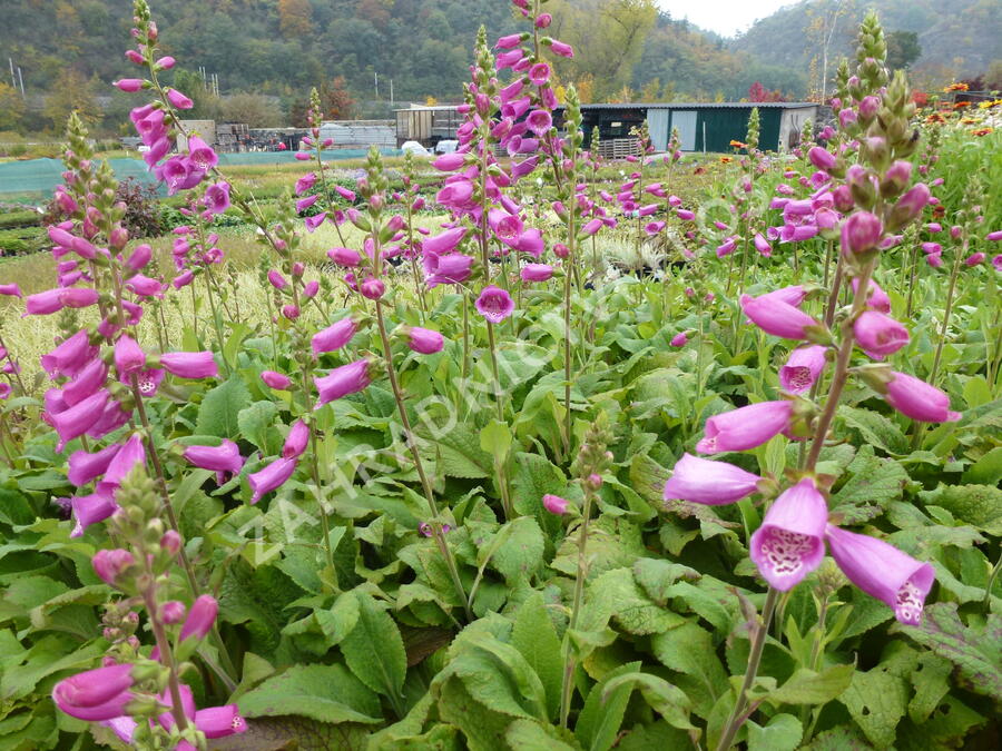 Náprstník červený 'Camelot Rosa' - Digitalis purpurea 'Camelot Rosa'