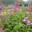 Náprstník červený 'Camelot Rosa' - Digitalis purpurea 'Camelot Rosa'