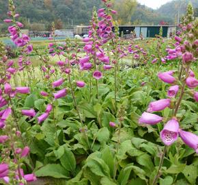 Náprstník červený 'Camelot Rosa' - Digitalis purpurea 'Camelot Rosa'