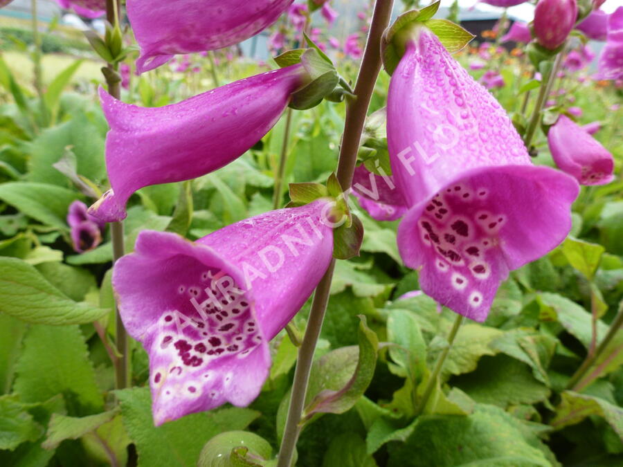 Náprstník červený 'Camelot Rosa' - Digitalis purpurea 'Camelot Rosa'