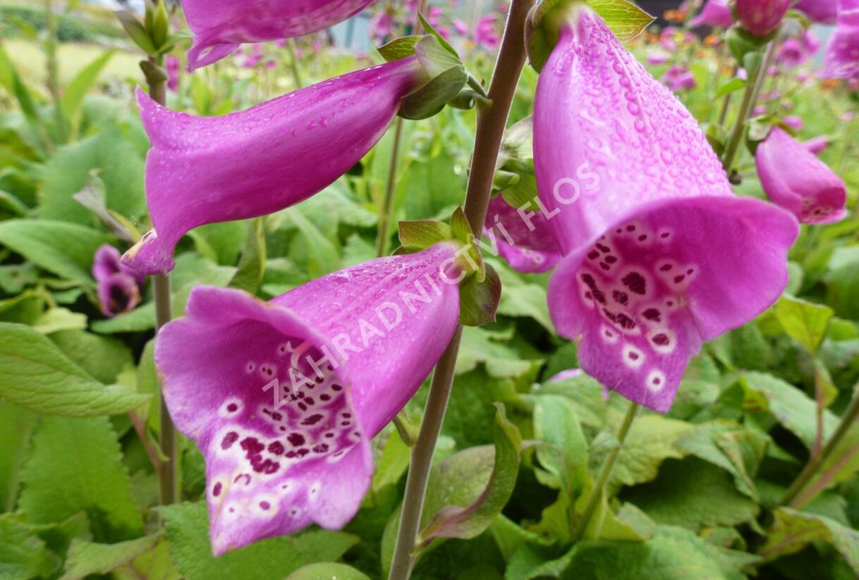 Náprstník červený 'Camelot Rosa' - Digitalis purpurea 'Camelot Rosa'