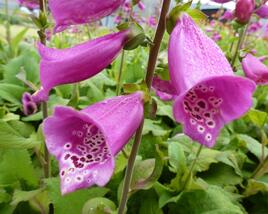 Náprstník červený 'Camelot Rosa'