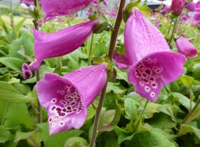 Náprstník červený 'Camelot Rosa' - Digitalis purpurea 'Camelot Rosa'