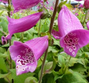 Náprstník červený 'Camelot Rosa' - Digitalis purpurea 'Camelot Rosa'