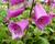 Náprstník červený 'Camelot Rosa'