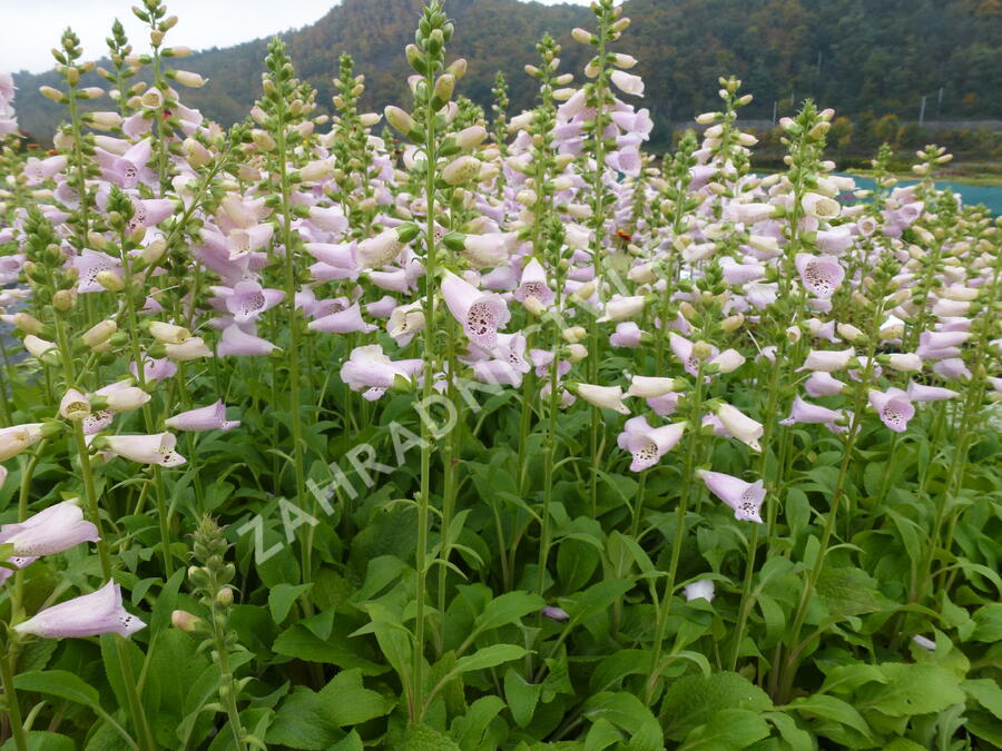 Náprstník červený 'Camelot Lavender' - Digitalis purpurea 'Camelot Lavender'