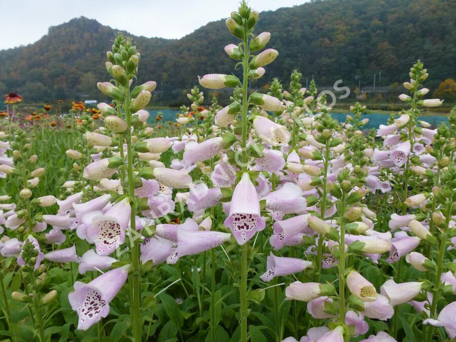 Náprstník červený 'Camelot Lavender' - Digitalis purpurea 'Camelot Lavender'