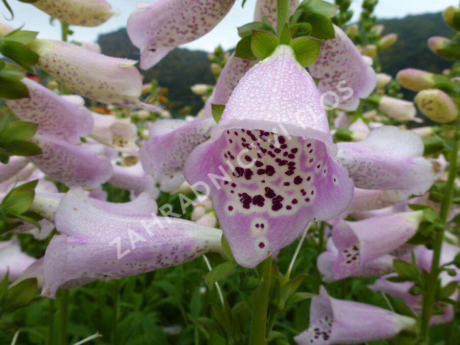 Náprstník červený 'Camelot Lavender' - Digitalis purpurea 'Camelot Lavender'