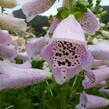 Náprstník červený 'Camelot Lavender' - Digitalis purpurea 'Camelot Lavender'