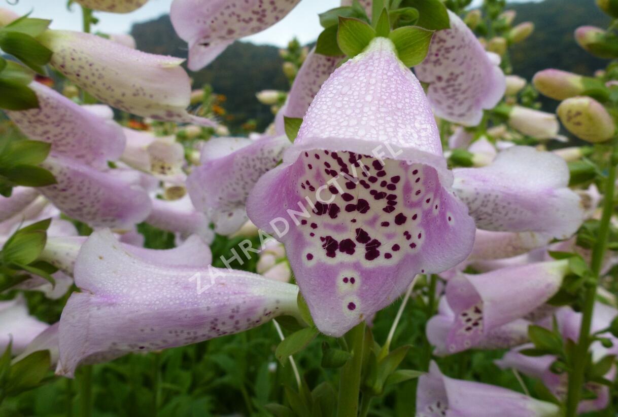 Náprstník červený 'Camelot Lavender' - Digitalis purpurea 'Camelot Lavender'