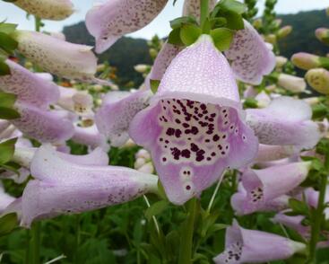 Náprstník červený 'Camelot Lavender'