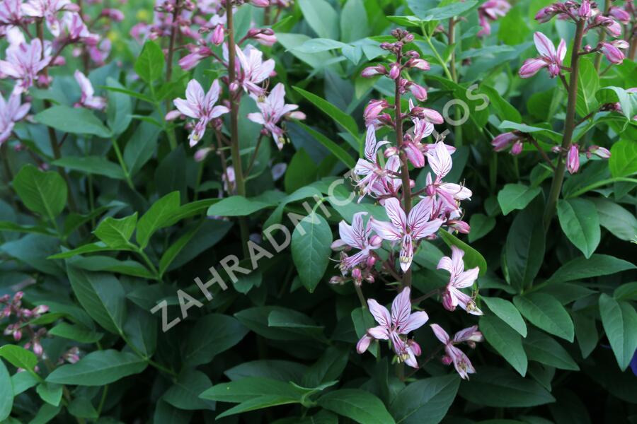 Třemdava bílá - Dictamnus albus