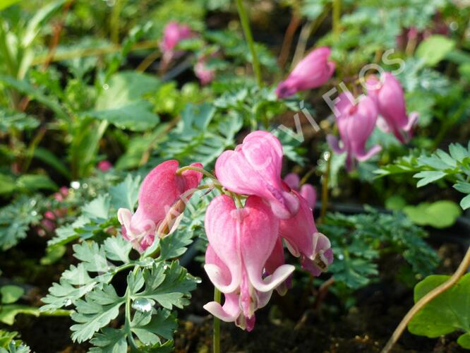 Srdcovka nízká 'King of Hearts' - Dicentra formosa 'King of Hearts'