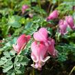 Srdcovka nízká 'King of Hearts' - Dicentra formosa 'King of Hearts'