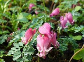 Srdcovka nízká 'King of Hearts' - Dicentra formosa 'King of Hearts'
