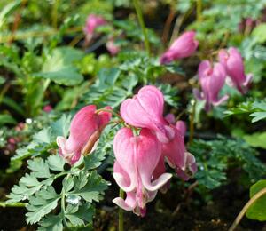 Srdcovka nízká 'King of Hearts' - Dicentra formosa 'King of Hearts'