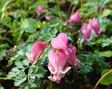 Srdcovka nízká 'King of Hearts'