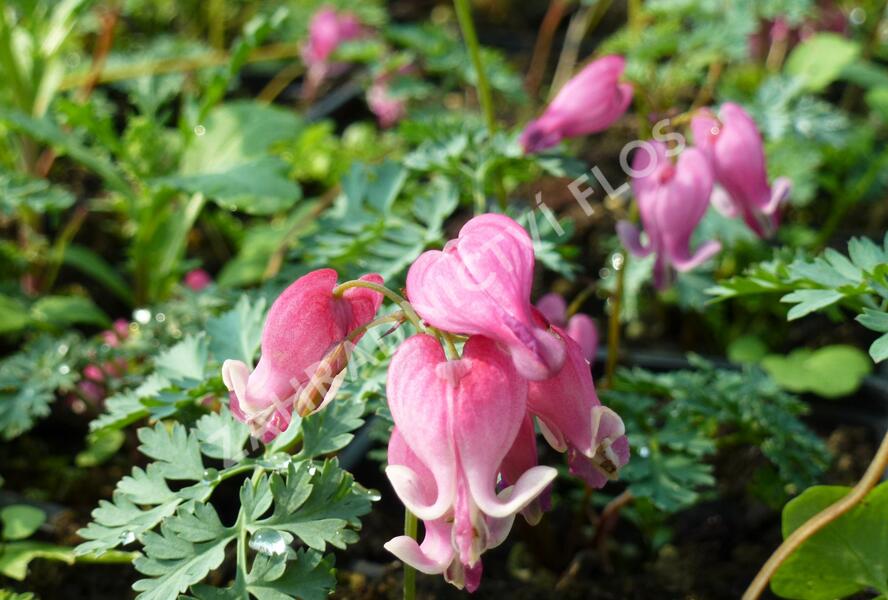 Srdcovka nízká 'King of Hearts' - Dicentra formosa 'King of Hearts'