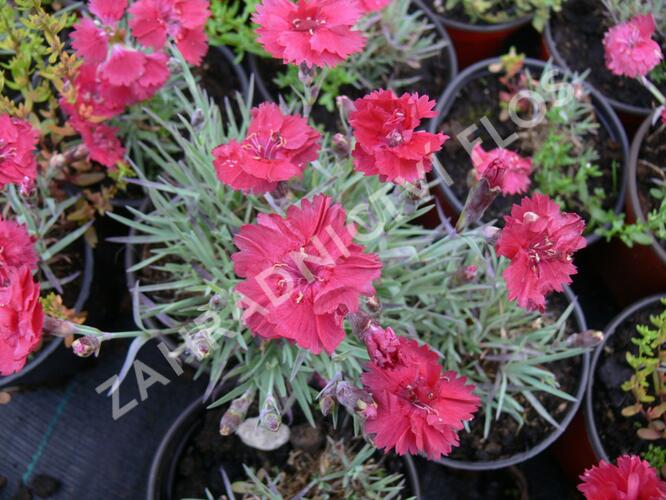 Hvozdík sivý 'Dobbelt Karmin' - Dianthus gratianopolitanus 'Dobbelt Karmin'