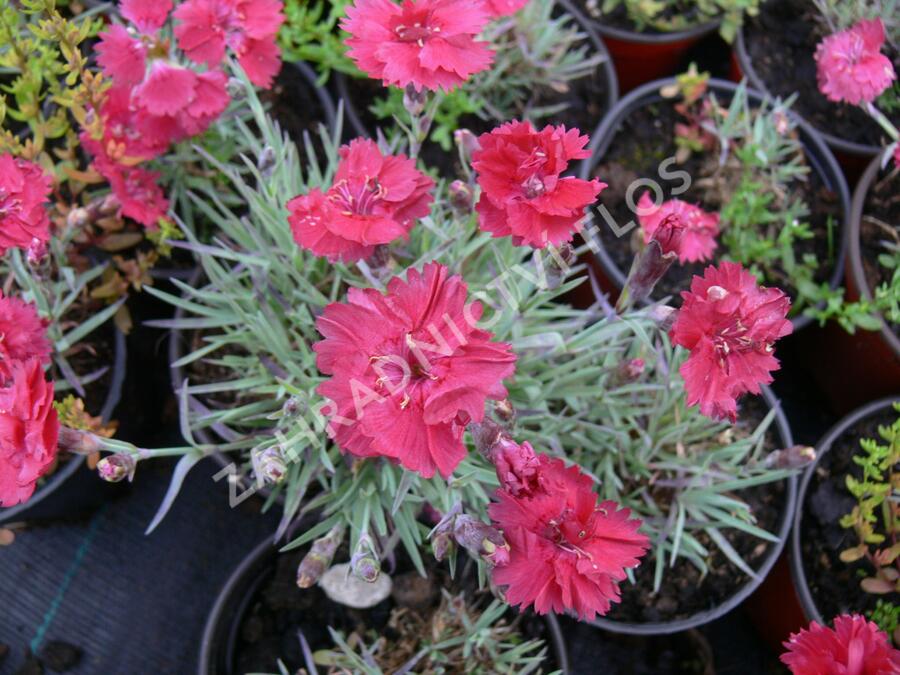 Hvozdík sivý 'Dobbelt Karmin' - Dianthus gratianopolitanus 'Dobbelt Karmin'