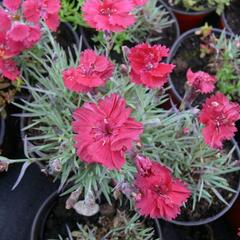 Hvozdík sivý 'Dobbelt Karmin' - Dianthus gratianopolitanus 'Dobbelt Karmin'