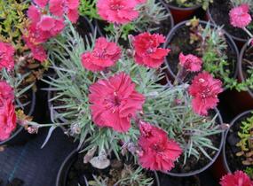 Hvozdík sivý 'Dobbelt Karmin' - Dianthus gratianopolitanus 'Dobbelt Karmin'