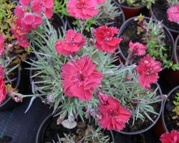 Hvozdík sivý 'Dobbelt Karmin'