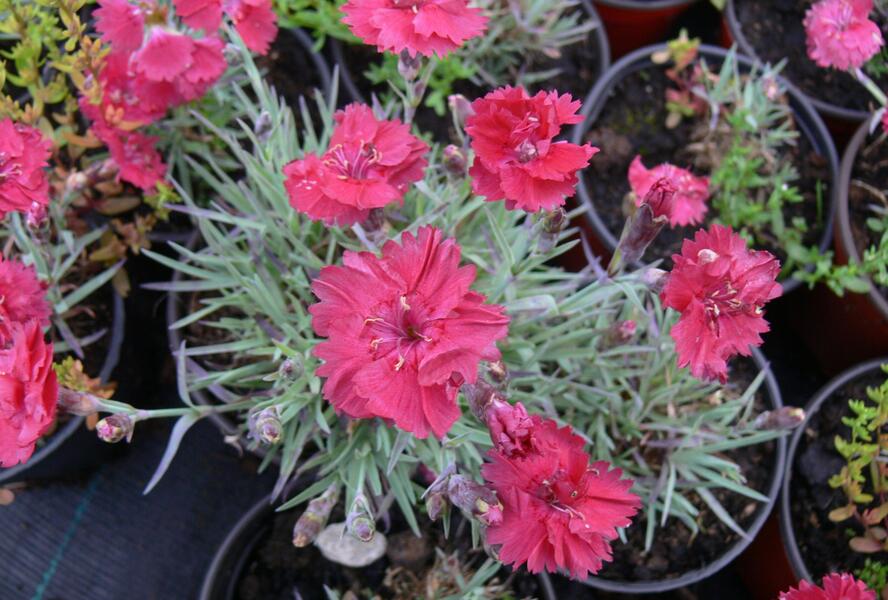 Hvozdík sivý 'Dobbelt Karmin' - Dianthus gratianopolitanus 'Dobbelt Karmin'