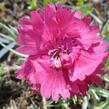 Hvozdík sivý 'Dobbelt Karmin' - Dianthus gratianopolitanus 'Dobbelt Karmin'