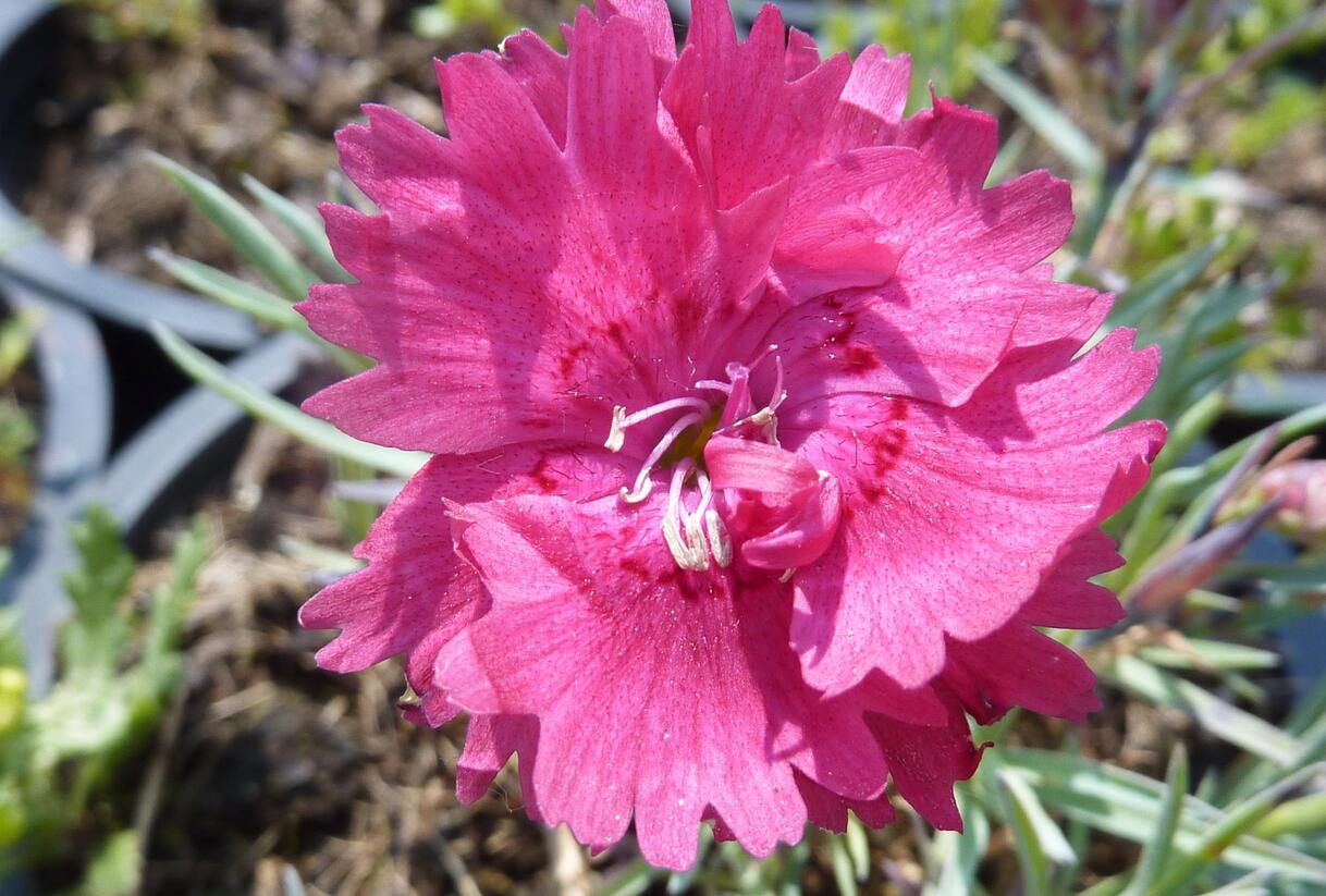 Hvozdík sivý 'Dobbelt Karmin' - Dianthus gratianopolitanus 'Dobbelt Karmin'