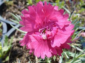 Hvozdík sivý 'Dobbelt Karmin' - Dianthus gratianopolitanus 'Dobbelt Karmin'