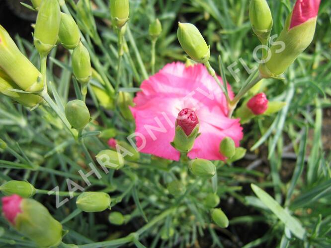 Hvozdík karafiát 'Vienna Mix' - Dianthus caryophyllus 'Vienna Mix'