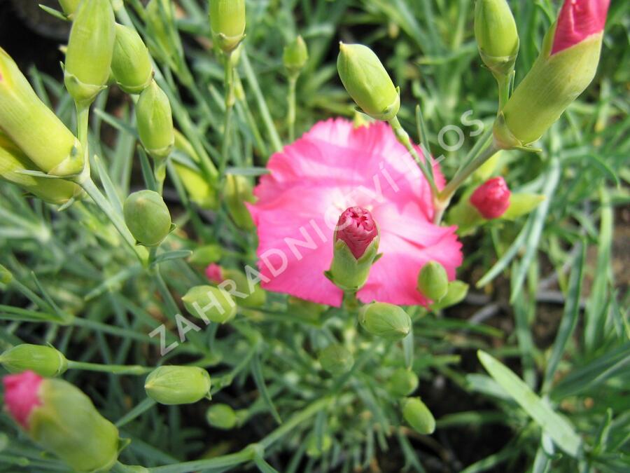 Hvozdík karafiát 'Vienna Mix' - Dianthus caryophyllus 'Vienna Mix'