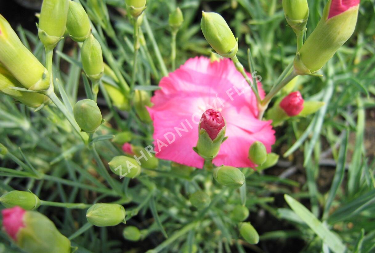 Hvozdík karafiát 'Vienna Mix' - Dianthus caryophyllus 'Vienna Mix'