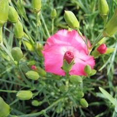 Hvozdík karafiát 'Vienna Mix' - Dianthus caryophyllus 'Vienna Mix'