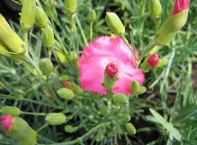 Hvozdík karafiát 'Vienna Mix' - Dianthus caryophyllus 'Vienna Mix'