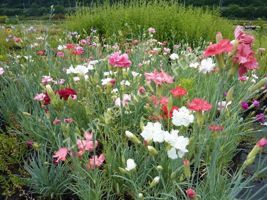Hvozdík karafiát 'Vienna Mix' - Dianthus caryophyllus 'Vienna Mix'
