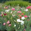 Hvozdík karafiát 'Vienna Mix' - Dianthus caryophyllus 'Vienna Mix'