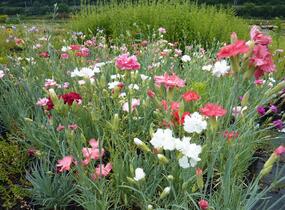 Hvozdík karafiát 'Vienna Mix' - Dianthus caryophyllus 'Vienna Mix'