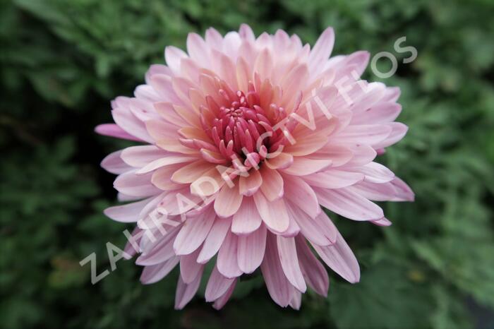 Listopadka indická 'Anastasia' - Chrysanthemum indicum 'Anastasia'